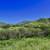 37 Acre Build-Ready Ranch -Well, Power & Septic - Owner Says Sell! 19 thumbnail
