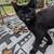 Kittens and cats available for rehoming 13 thumbnail