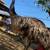 Emus for sale 7 thumbnail