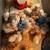 Laying Hens, Chicks, Hatching Eggs, Brooder Box 6 thumbnail