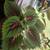 Coleus 1 thumbnail