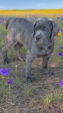 Cane Corso female 1