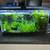 Established 10-Gallon Planted Aquariums w/ Full Spectrum Plant Lights + Supplies 1 thumbnail