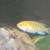 African cichlids 5 thumbnail
