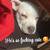 Pitbul one year old super sweet 6 thumbnail