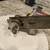 Antique Keyed Dead Bolt Lock Assembly 7 thumbnail
