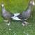 Pakistani pigeons 19 thumbnail