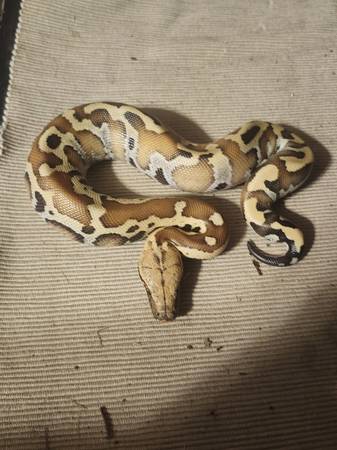 Female blooded python (Las Cruces)63976189744643120