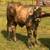 Braford bulls 3 thumbnail