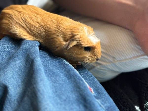 Cute heathy guinea pigs (Tacoma)63853558185985120