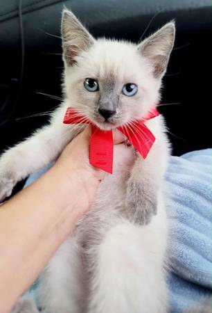Siamese63914315256450121