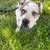 Rehoming of Frenchie Mix Puppy 7 thumbnail