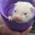 FERRETS 1 thumbnail