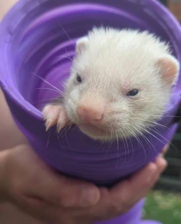 FERRETS 1