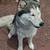 Siberian husky 2 thumbnail