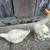 Plastic Chicken & 2 Ceramic Duck Garden decorations 6 thumbnail