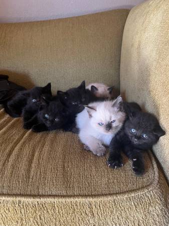Kittens (Vancouver)63916449691779121