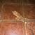 crested geckos 17 thumbnail