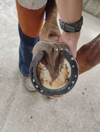 Farrier work (trims) 1
