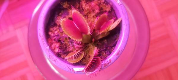 Venusflytraps 1