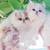 Persian kitten 1 thumbnail
