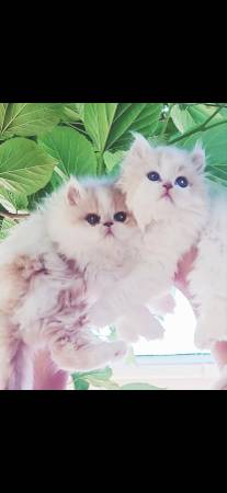 Persian kitten 1