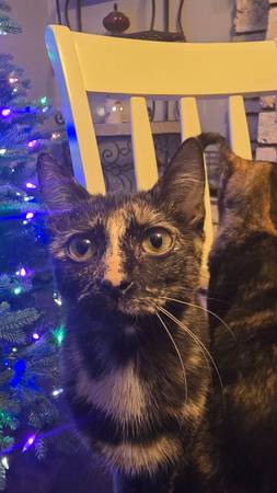 Tortie Cats (Kempner)63839343868419123