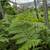 Australian Tree Fern 13 thumbnail