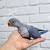 Indian ringnecks ringneck parrot 4 thumbnail