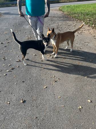 Needing furever homes (Johnson City)63996886307203123