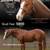 At Stud World  Class reining pedigree 4 thumbnail