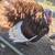Turkeys 2 thumbnail
