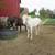 Horse Boarding offered 2 thumbnail