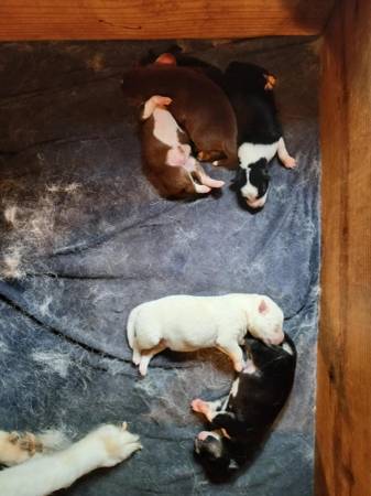 Siberian Husky (Henderson)63845330736643120