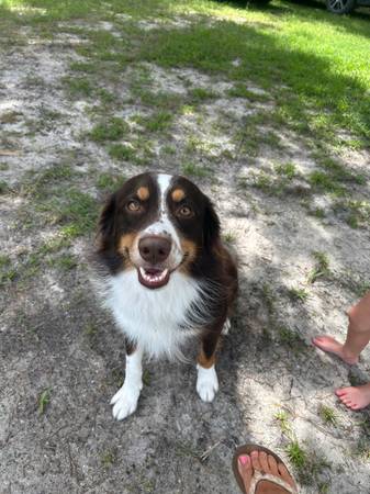 Australian shepard (Nsb)63846014420099120