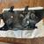 Head, tail, and side mirrors for 2017 Toyota Tacoma 3 thumbnail