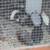 Button Quail Eggs 🥚!!! Cheap! 2 thumbnail