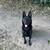 Black German shepherd 1 thumbnail