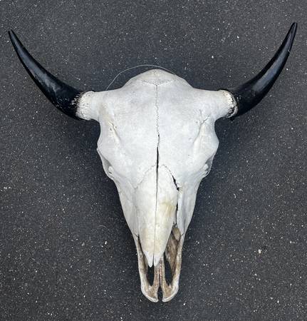 Authentic Bison Skull 1