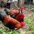 Black Copper Marans 1 thumbnail