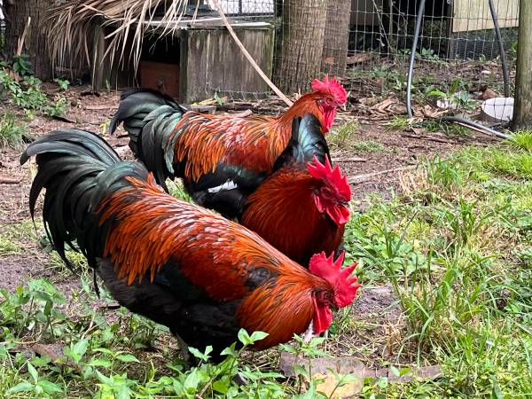 Black Copper Marans 1