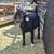 Sheeps Goats Borregos Chivos 12 thumbnail