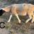 Dorper cross ram lambs 12 thumbnail