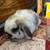 Rabbits: Holland lop bunnies 1 thumbnail