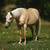 APHA Dunalino Mare In Foal 4 thumbnail