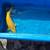 Dainichi yellow monkey ginrin chagoi koi 2 thumbnail