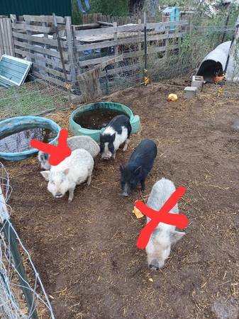 Mini potbelly pigs. 1