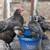 Chicks! 3 thumbnail