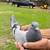 Long distance homing pigeons 6 thumbnail