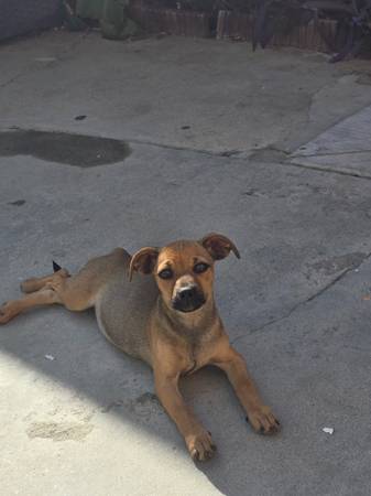 Miniature pinscher crossed with chug (Reseda)64216665592067120
